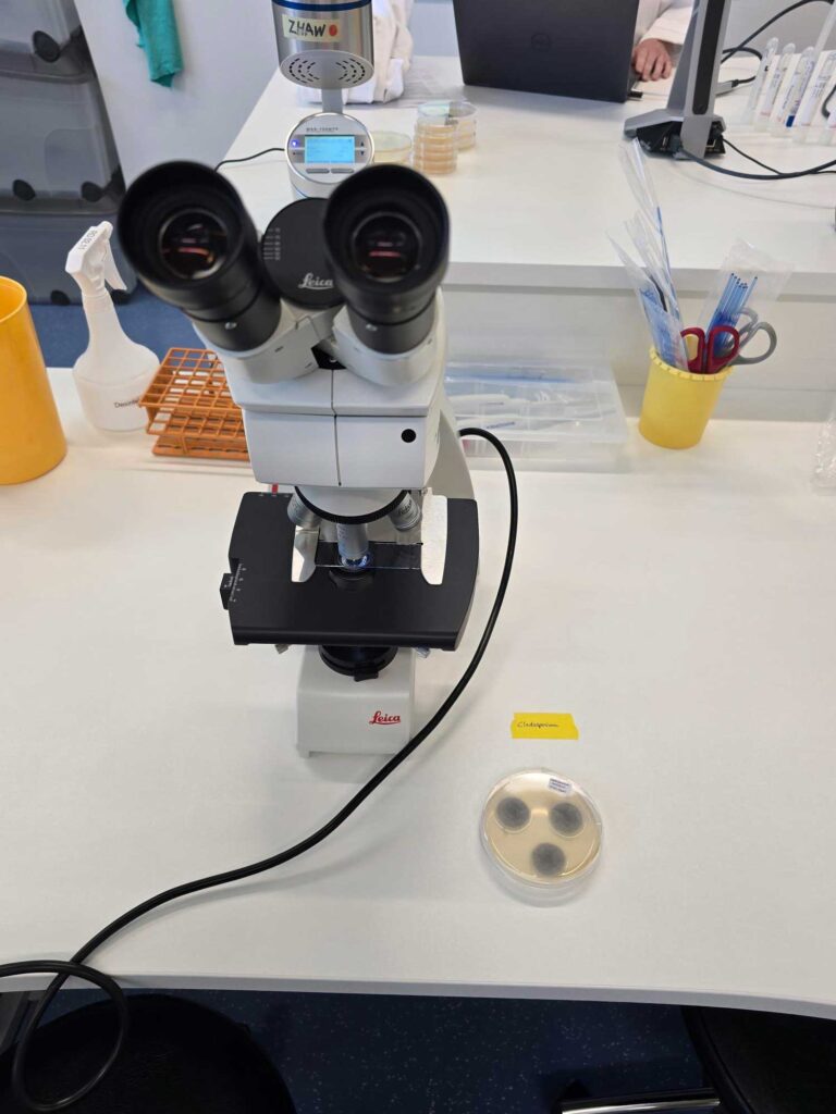 Schimmelpilz Mikroskop